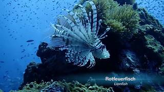 Scuba Diving on Koh Tao at Chumphon Pinnacle 2018 [upl. by Borszcz916]