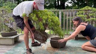 Japanese White Pine Repotting [upl. by Buckden946]