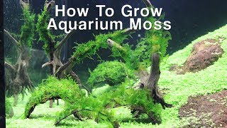 How To Attach Aquarium Moss Christmas amp Pellia Moss [upl. by Esinnej688]