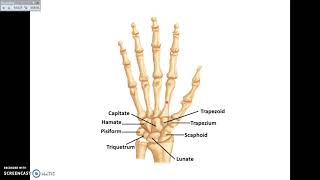 Overview of UL 1  Bones and Joints of Upper Limb  Dr Ahmed Farid [upl. by Prentiss]