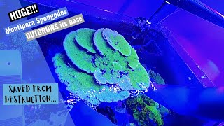 HUGE Green Montipora  How to remount a montipora after it has outgrown its base [upl. by Jempty]