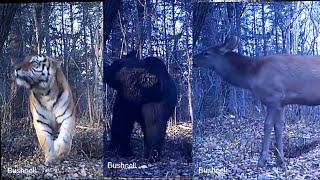 Amur tiger Ussuri brown hebear deer black bear orphans with Sergey Kolchin [upl. by Egiaf]