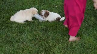 F1B ShihPoo Puppies For Sale [upl. by Sidwohl808]