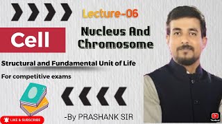 The cell Nucleus chromatin and chromosome [upl. by Anitsirt]