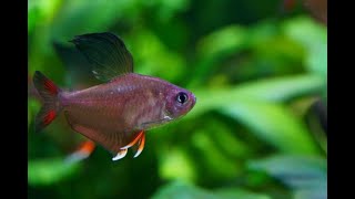 Male Rosy Tetras FULL FLARE Hyphessobrycon rosaceus [upl. by Aineles]