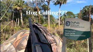 Florida Hog Hunting Dupuis WMA Hog Calling Small game season [upl. by Albers]