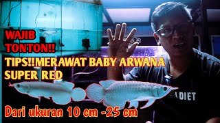 CARA Perawatan baby arwana di ukuran 10 cm 20 cmDayungekor woww [upl. by Alrzc]