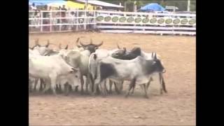 Rupununi Rodeo Lethem Guyana [upl. by Couture]