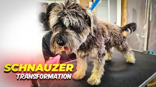 SCHNAUZER GROOMING Transformation [upl. by Asit]