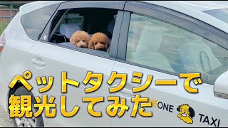 【愛犬と北海道観光】わんわんタクシー初体験✨ペット可⌇犬と一緒に入れる施設⌇エスコンフィールド⌇長沼 カレイドスコーピオ⌇HOKKAIDOしっぽの会⌇ノーザンホースパーク⌇ディープインパクトゲート [upl. by Gaw124]