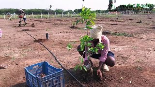 FARM LAND SALE AT ACHARAPAKKAM [upl. by Mandle]