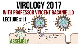 Virology Lectures 2017 11 Assembly [upl. by Eenat]