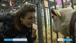 Salon de lagriculture  le concours des moutons charolais [upl. by Drus]