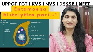 Entamoeba histolytica  Protozoa  Animal kingdom  UPPGT TGT biology  DSSSB  KVS  NVS  NEET [upl. by Adiesirb]