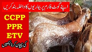 Goat Farm Say Bimariyon ka Khatma  CCPP  PPR  ETV Ki Pehchan [upl. by Nosecyrb]