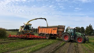 Krone BigX 850 amp Kemper 390plus  De Bruyne Agro  mais 2017 [upl. by Asylem]