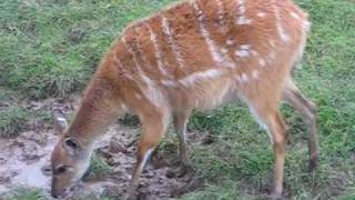 Chester Zoo  Sitatunga [upl. by Legnaleugim]