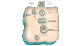 Lisosomas y peroxisomas [upl. by Bud]