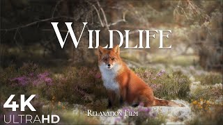 Wildlife Animals Relaxation Film 4K  Peaceful Relaxing Music  4k Video UltraHD [upl. by Anelej]