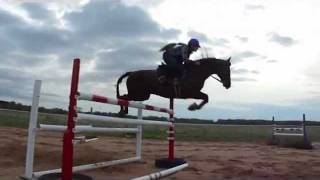 Morgan horse jumps Grand Prix height fences [upl. by Ambrosio]