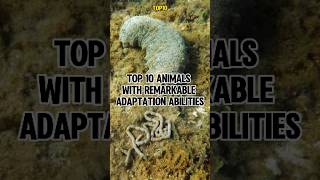 Top 10 Animals with Remarkable Adaptation Abilities [upl. by Eceinart]