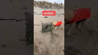 Oatmeal is only… semi helpful BeachDog BeachCleanup FunnyDog [upl. by Enened]