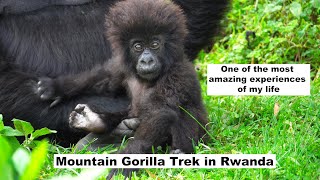 Mountain Gorilla Trek in Rwanda [upl. by Lillie]