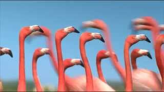 Les flamants roses en monocycle  FRANCE 3 [upl. by Noterb]