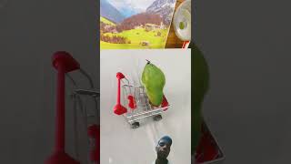 bird Training  smart lovebird parrot  Smart little Cute parrot training smartparrot cute [upl. by Lynch]