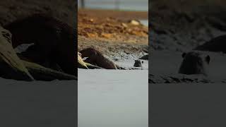 Otters playing in the Kabini River shorts [upl. by Aicre]