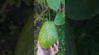 First Time saw Chayote Vegetable in Canada  Inside View of Chayote  Shorts [upl. by Ewolram716]