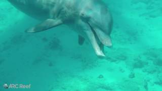 Bottlenose Dolphin Tursiops truncatus [upl. by Olodort889]