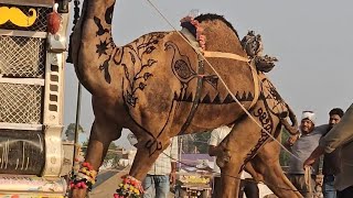 nekiram ke unt ka shandaar dance beri Bhajan garh mele me 😳 😳 [upl. by Moffat423]