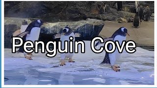 Penguin Cove at Bird Paradise Singapore 2024 [upl. by Ruzich]