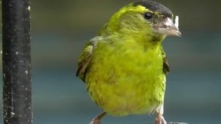 Siskin Bird  Flock of Siskins in My Garden  Wildlife in Cornwall  Scatiu Cajzla [upl. by Stephens]