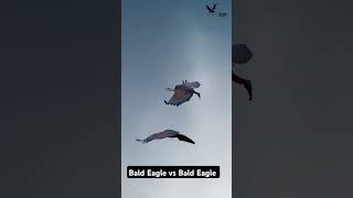 Bald Eagle vs Bald Eagle Short video FalconLover5 [upl. by Elbag]