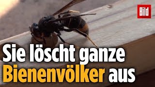 Imker schlagen Alarm AsiaHornisse frisst unsere Bienen [upl. by Nnel]