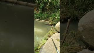 MANCING STRIKE RANDOM VIDEO ASLIumpan laron dapat ikan tawesnilemlele dll23112024 [upl. by Kraul219]