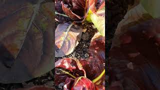 radicchio 🥬🍂sown early august gardening allotment urbangardening autumn allotmentdiary shorts [upl. by Larsen401]