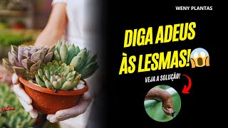 Lesmas destruindo suas plantas Resolva agora 🌱🐌 segundoweny [upl. by Wilonah]