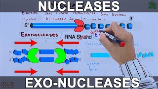 Nucleases  Exonucleases and Endonucleases [upl. by Yrannav]