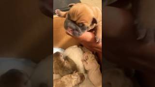 Puppies Crying heartwarming [upl. by Boyse]