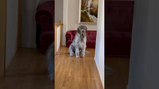 Wolfhound in the hallway… irishwolfhound [upl. by Neyut]