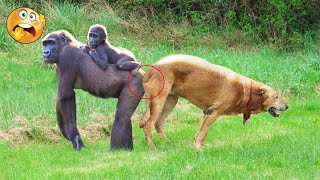 OMG Mother Gorilla and Dog Close Relationship Mountain Gorilla Start life meeting [upl. by Bak]