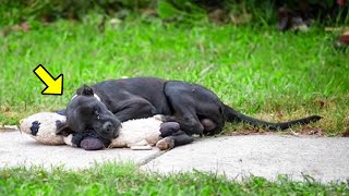 Stray Dog Cuddles Teddy Bear amp Refuses To Let Go The Reason Is DEVASTATING [upl. by Noelyn]