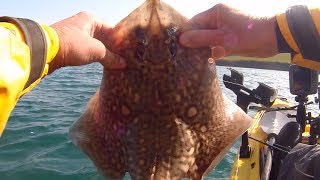 Kayak Fishing  Falmouth Estuary Thornback Ray Fishing [upl. by Jobina]