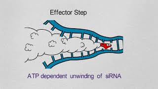 Gene Silencing Basics and Mechanism [upl. by Dnomad]