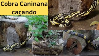 Cobra Caninana caçando ratos [upl. by Karim296]