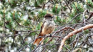 Unglückshäher Perisoreus infaustus Siberian Jay Kuukkeli [upl. by Atinus]