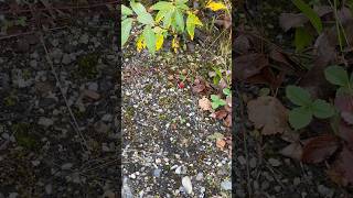 Strawberries growing in Eielson AFB Alaska during September 2024 [upl. by Cogen439]